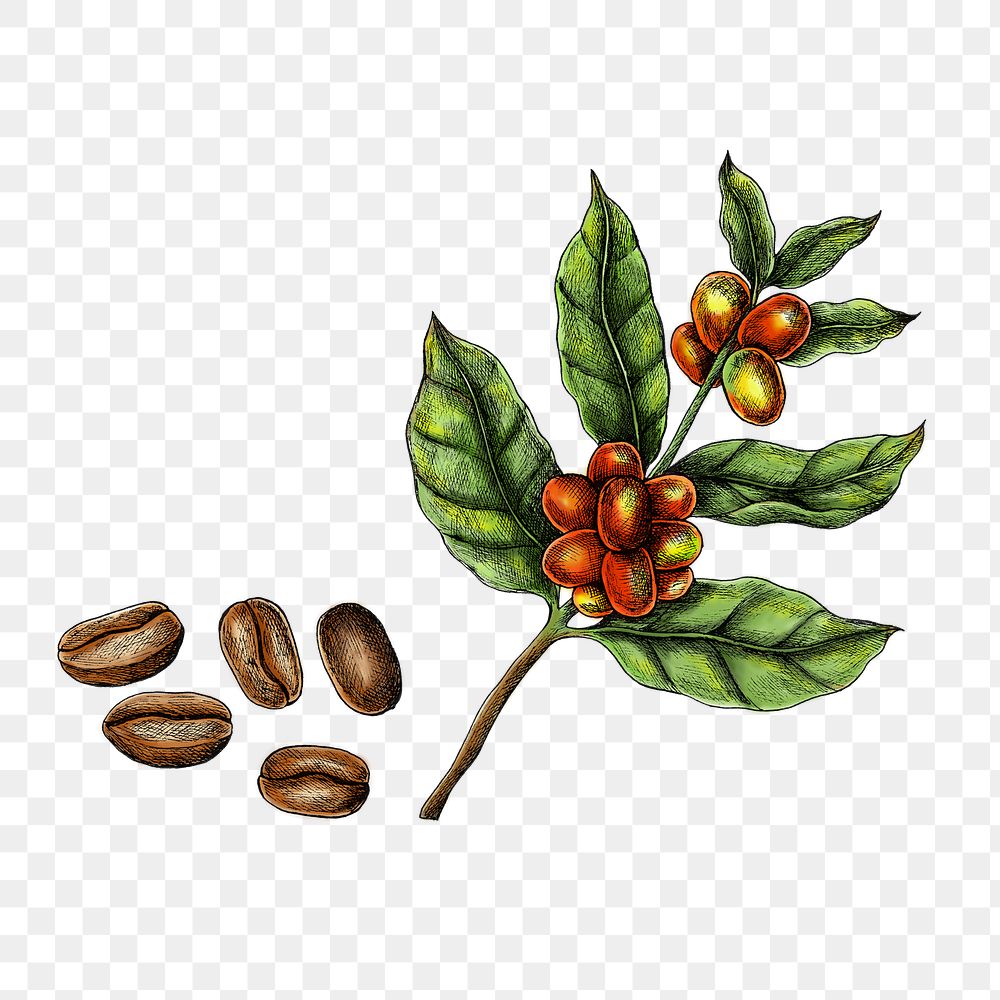 Fresh coffee png illustration, transparent background