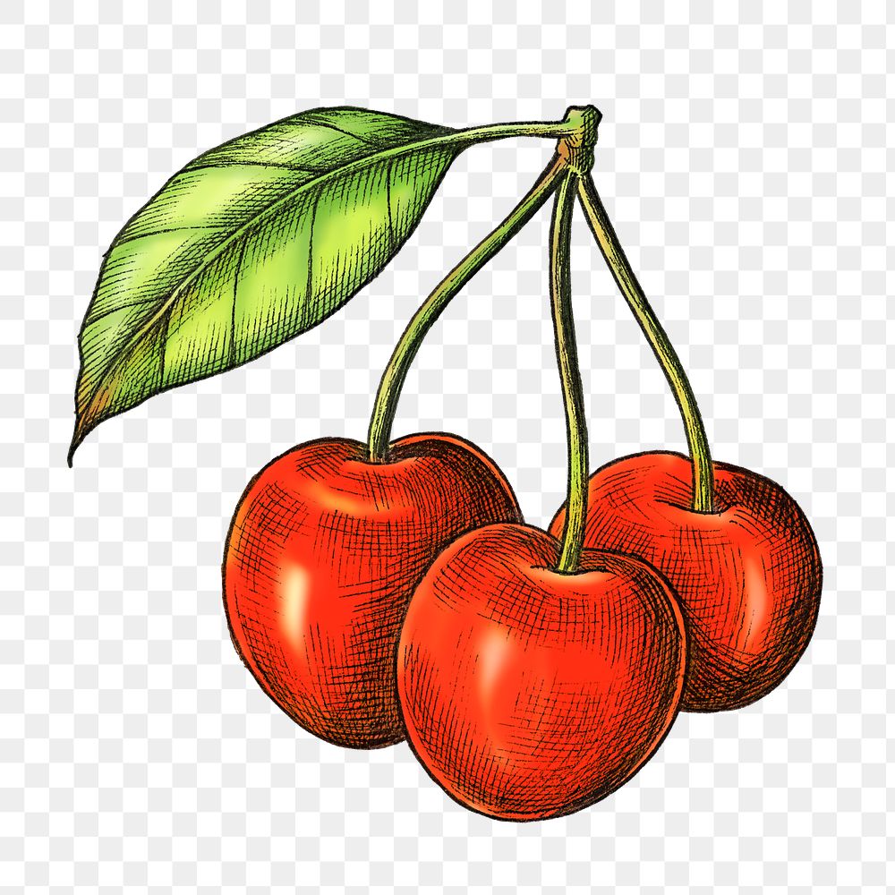 Cherry png illustration, transparent background