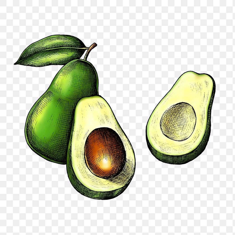 Avocado png illustration, transparent background