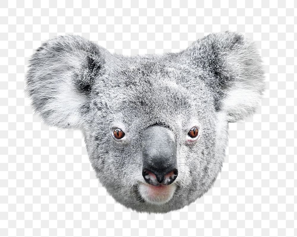 Koala bear png animal, transparent background