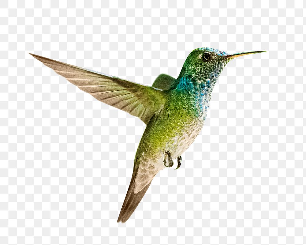 Green hummingbird png, transparent background