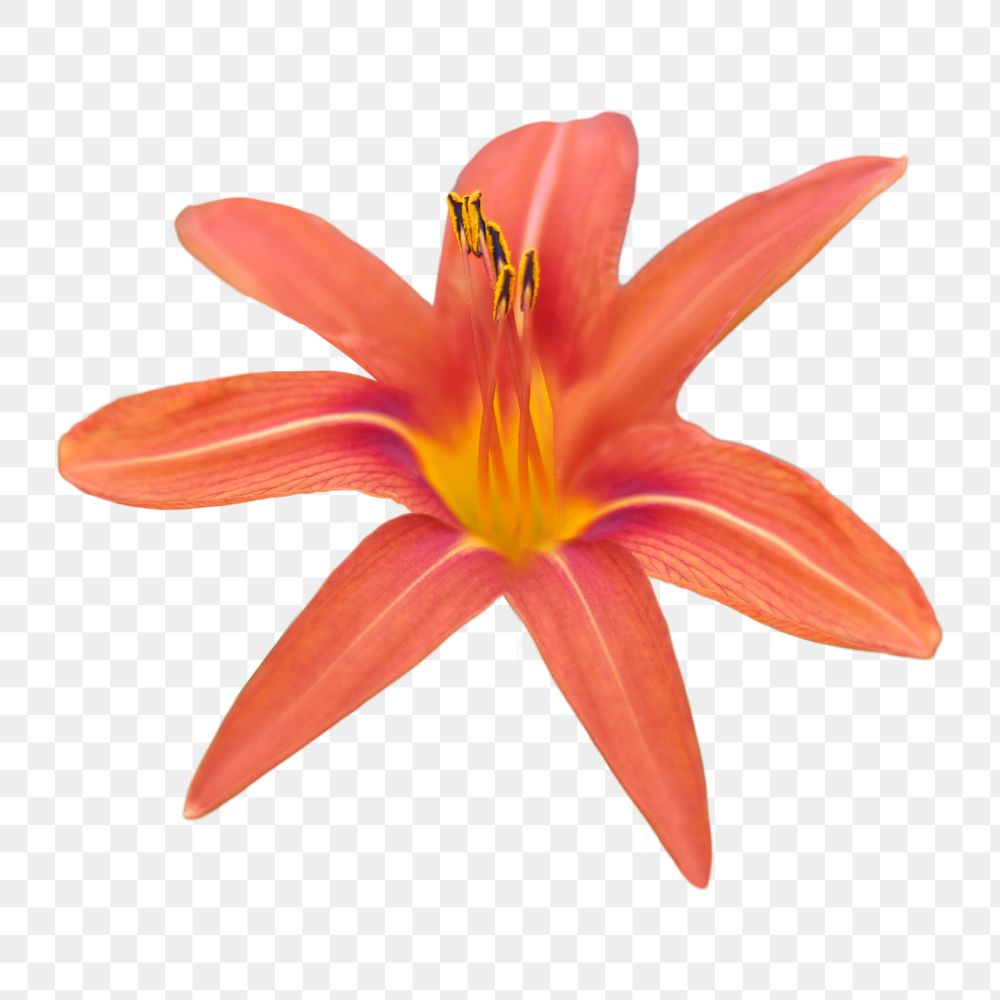 Orange beautiful lily png collage element, transparent background