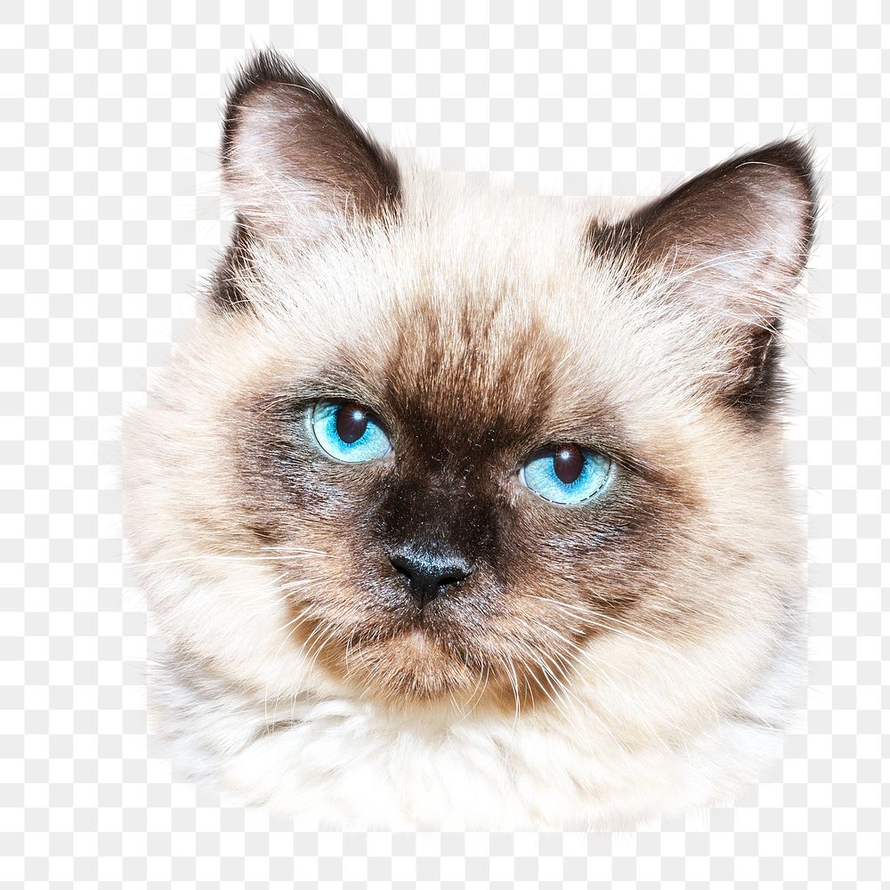 PNG Ragdoll cat, collage element, transparent background