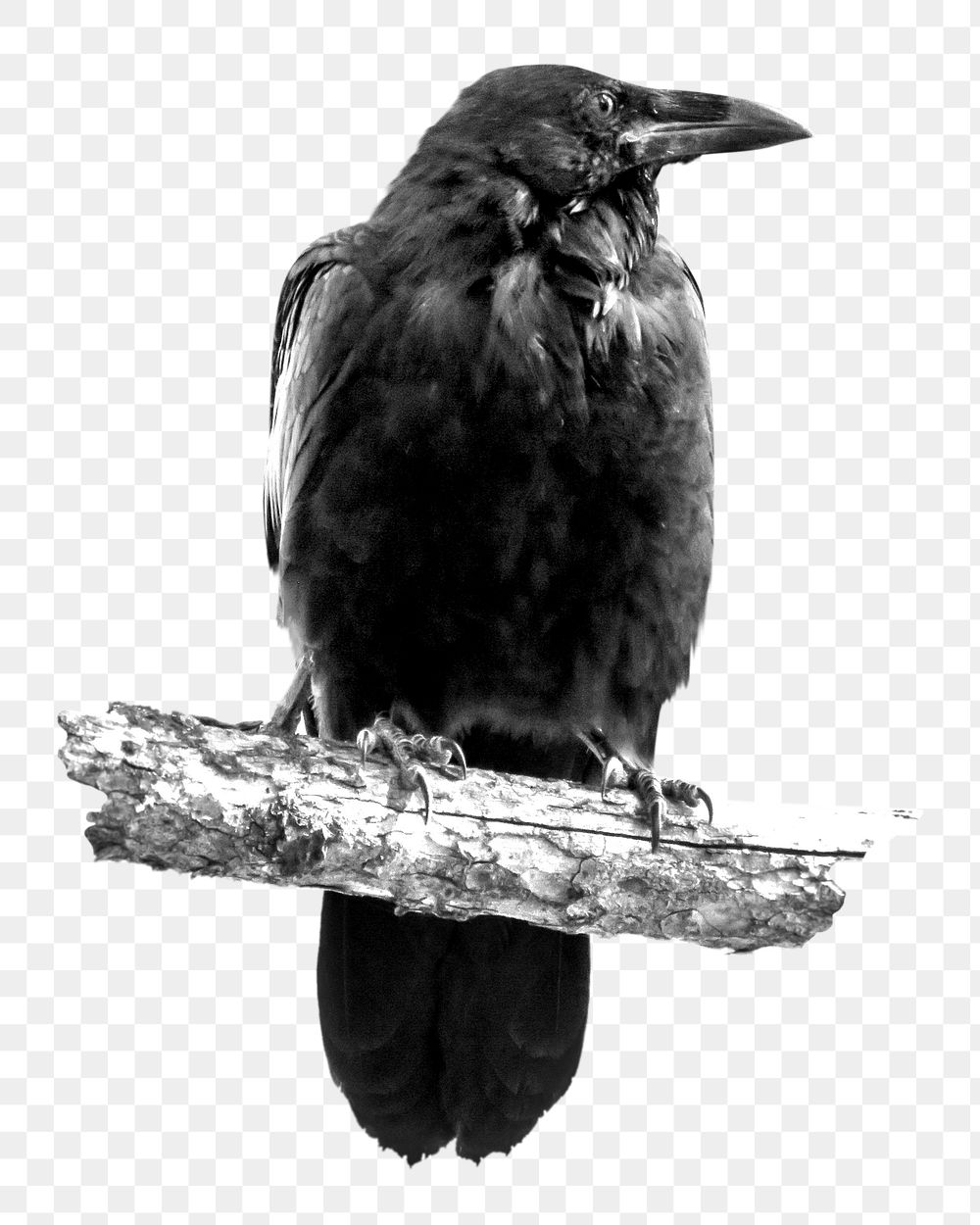 Black crow png, transparent background