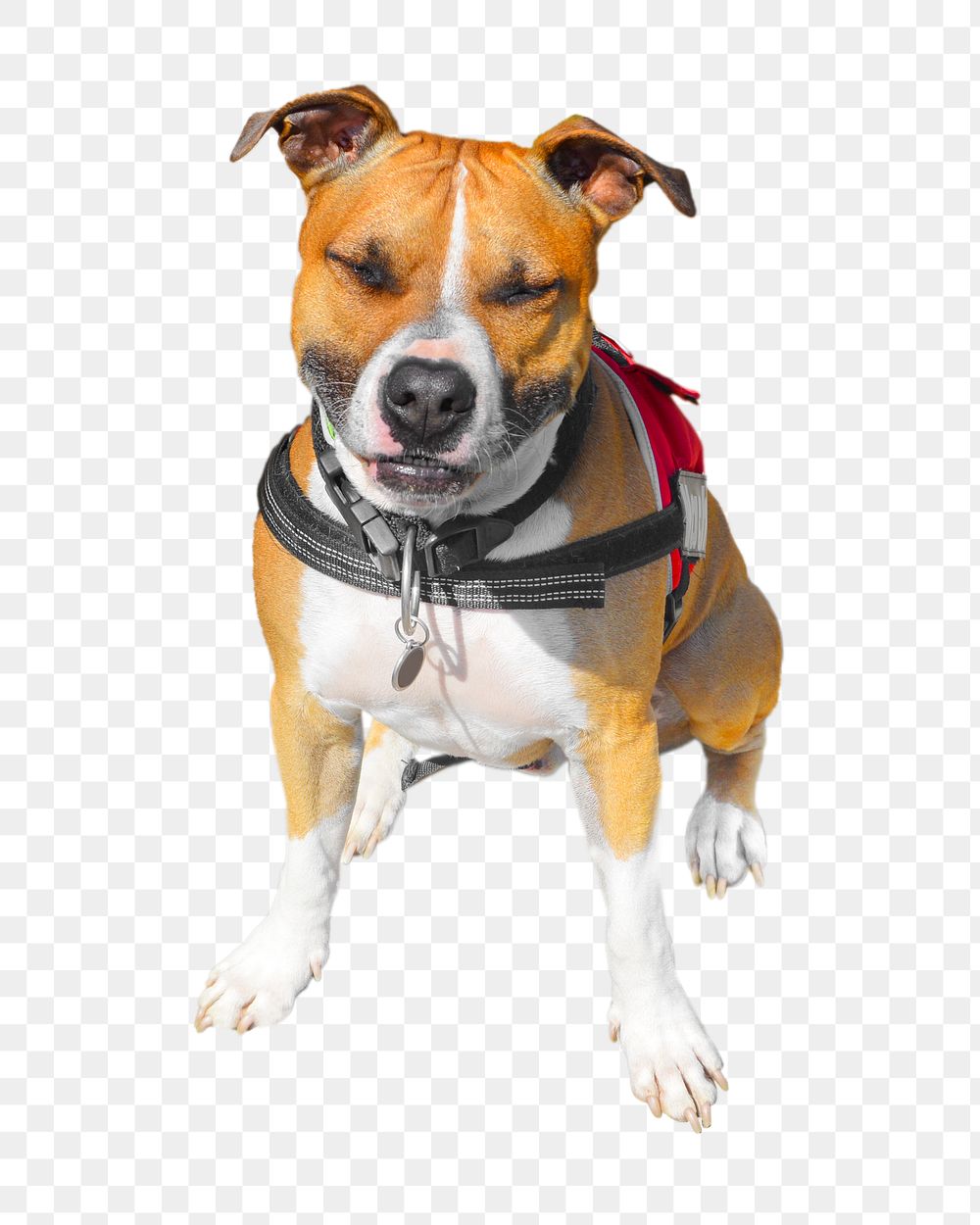 Staffordshire Bull Terrier dog png, transparent background