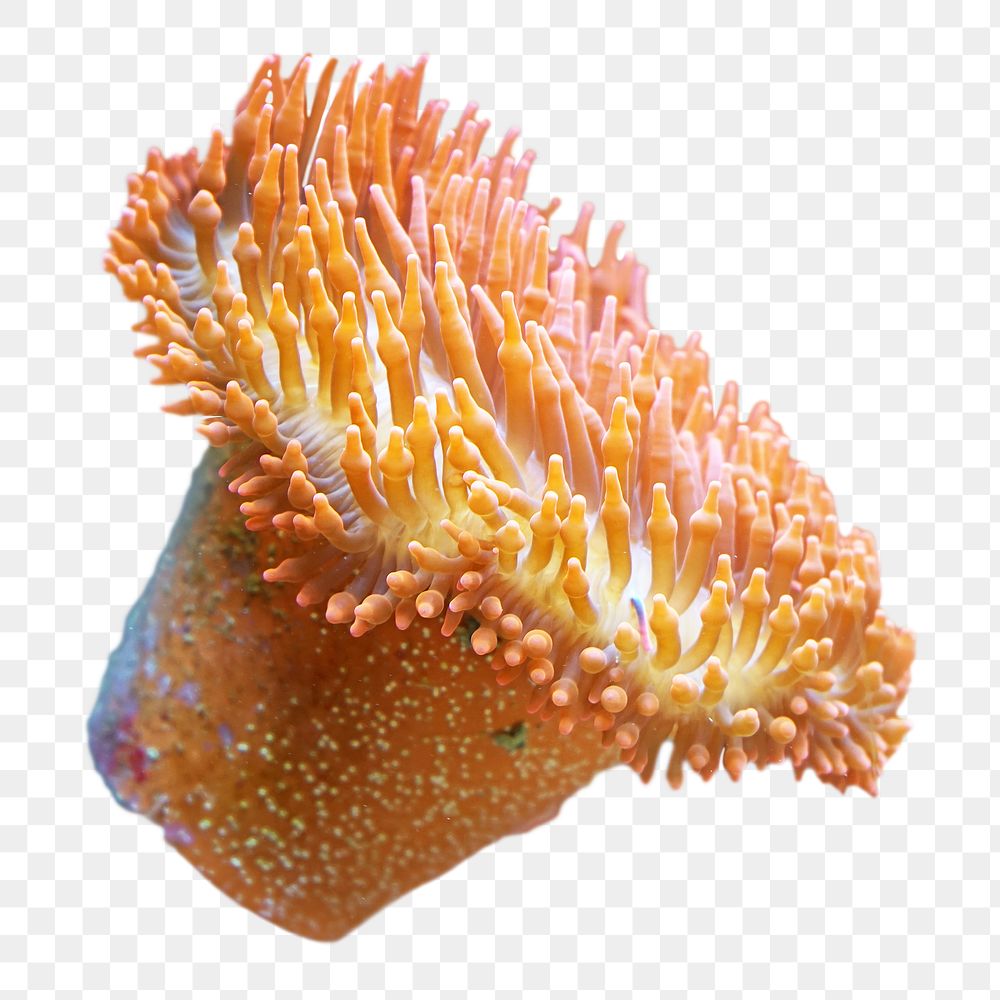Orange sea anemone   png, transparent background