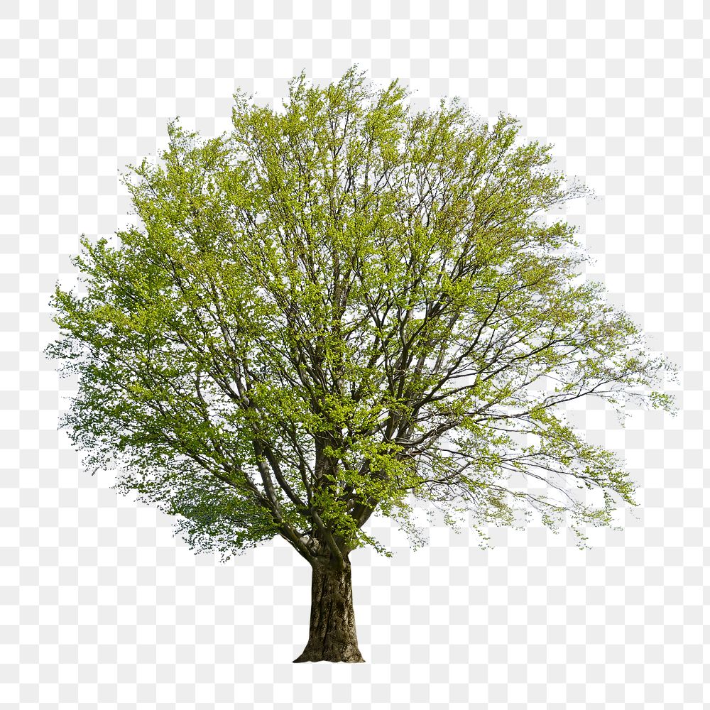 Nature green tree png, transparent background