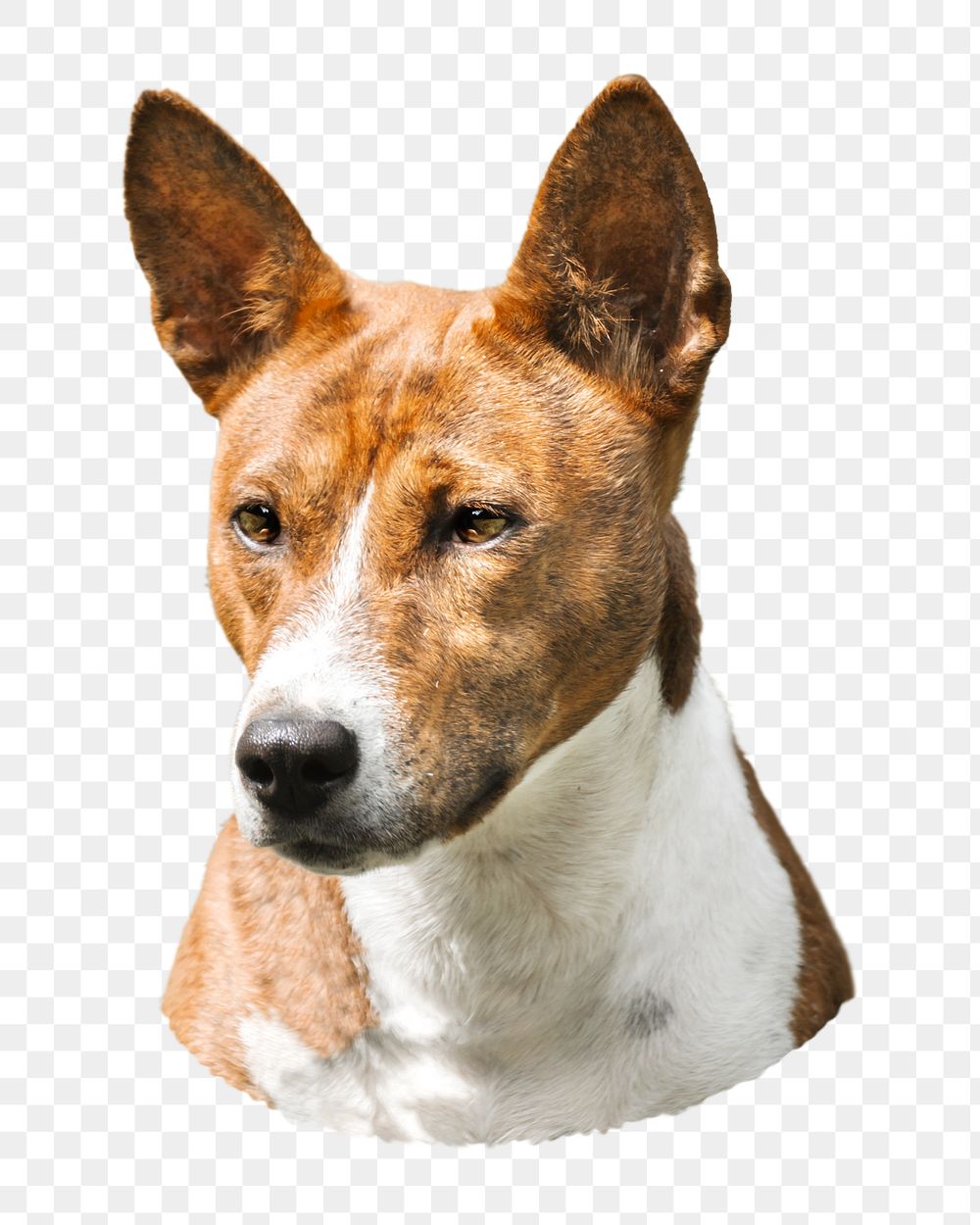 Basenji Congo Terrier dog png, transparent background
