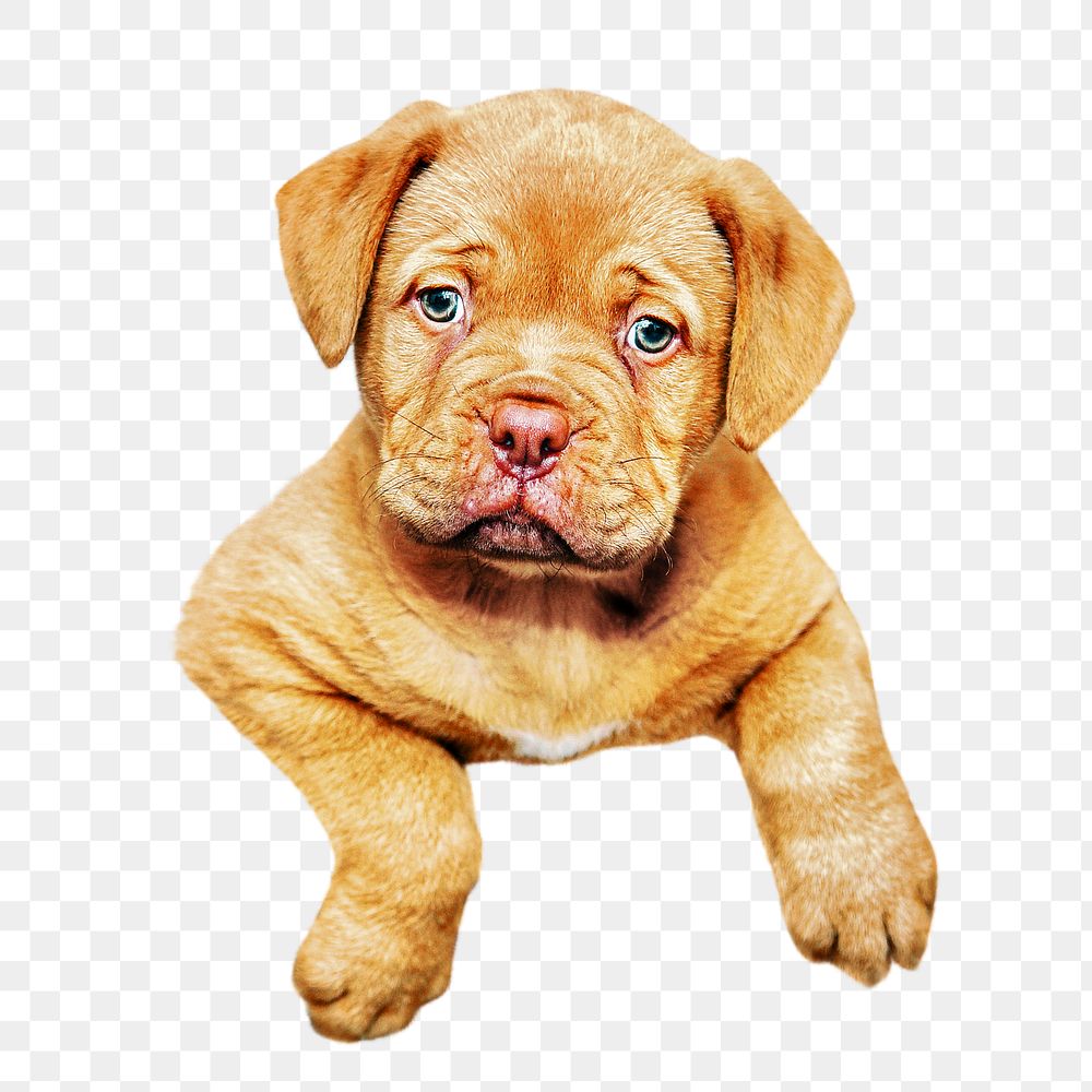 French mastiff png, design element, transparent background