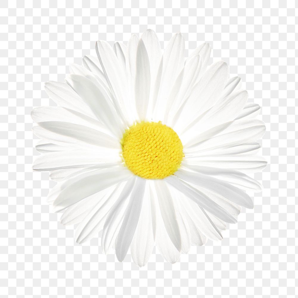 White daisy flower png, transparent background