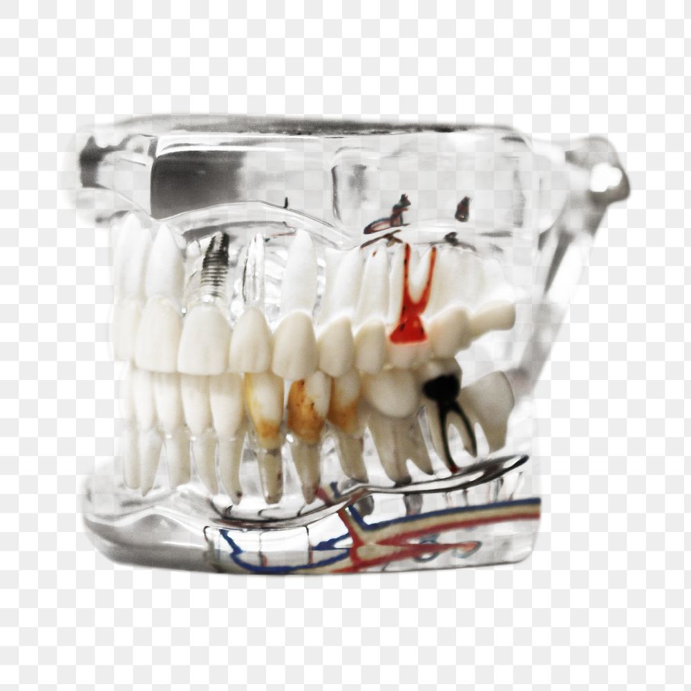 Teeth model png, isolated object, transparent background