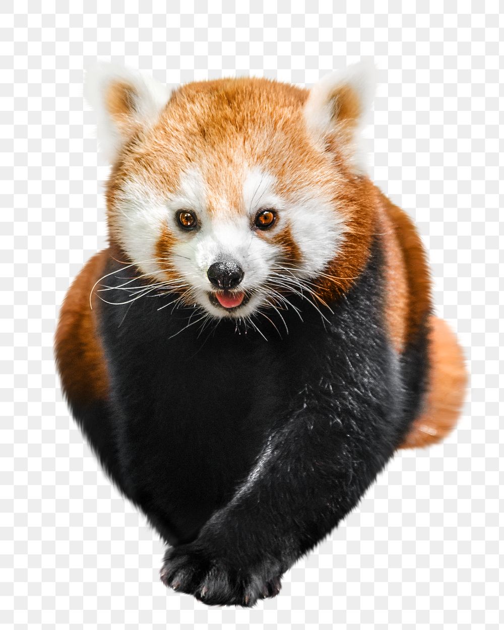 Red panda png collage element, transparent background