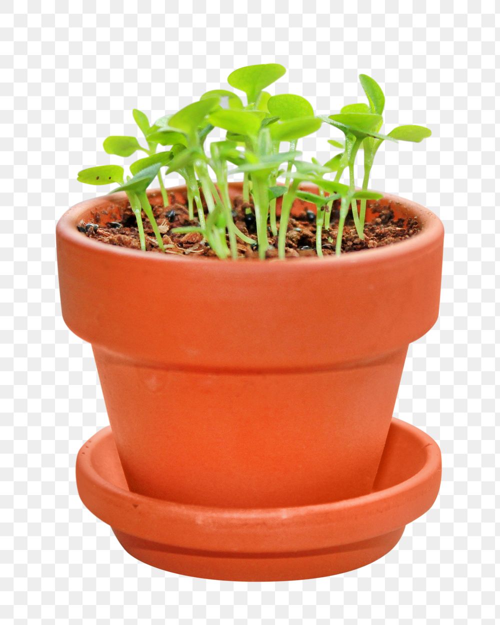 Potted garden plant png, transparent background