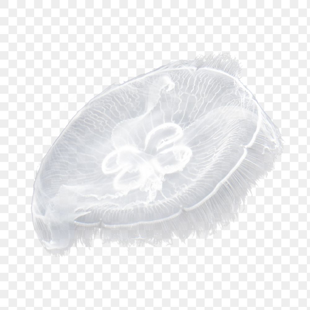 Jellyfish floating png, design element, transparent background