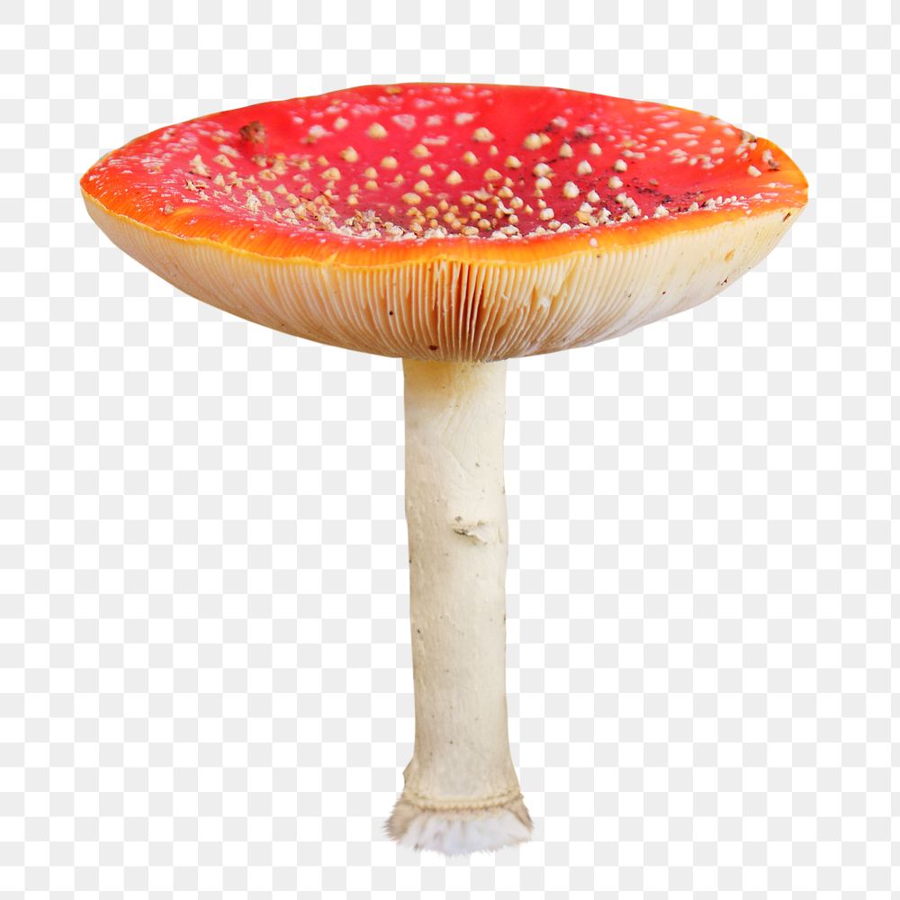 Poisonous mushroom png red hat, transparent background