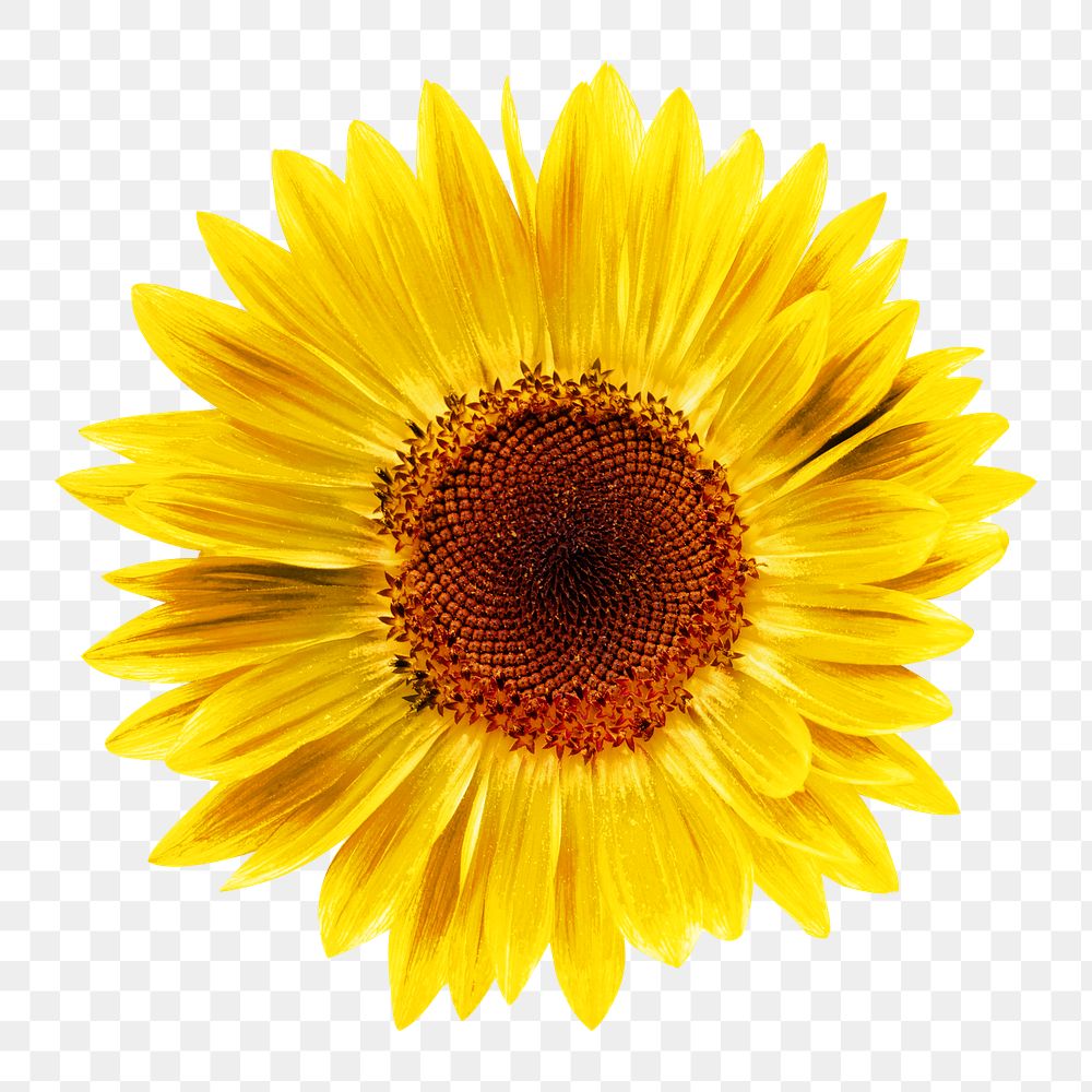 Sunflower bloom png, transparent background