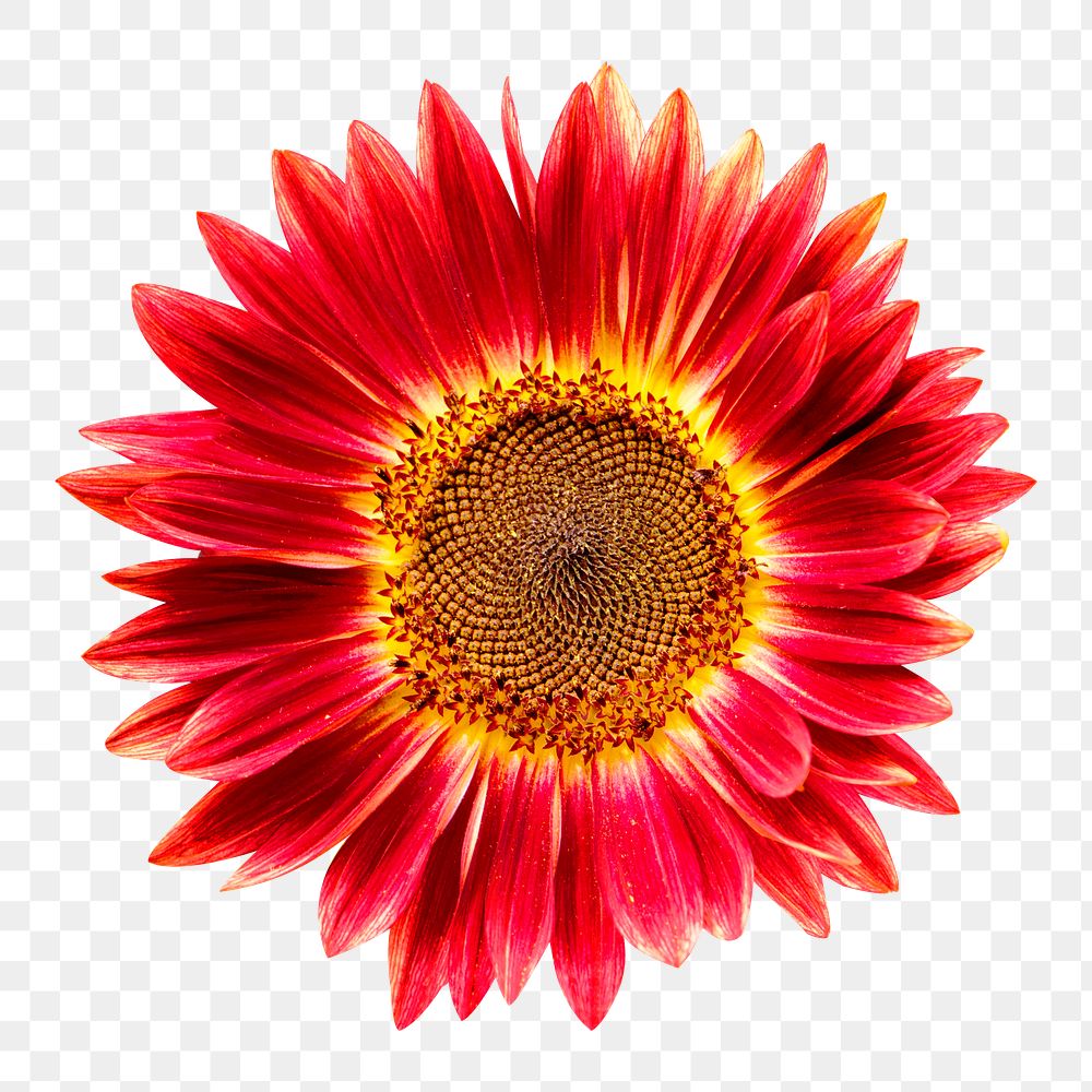 Red sunflower png, transparent background