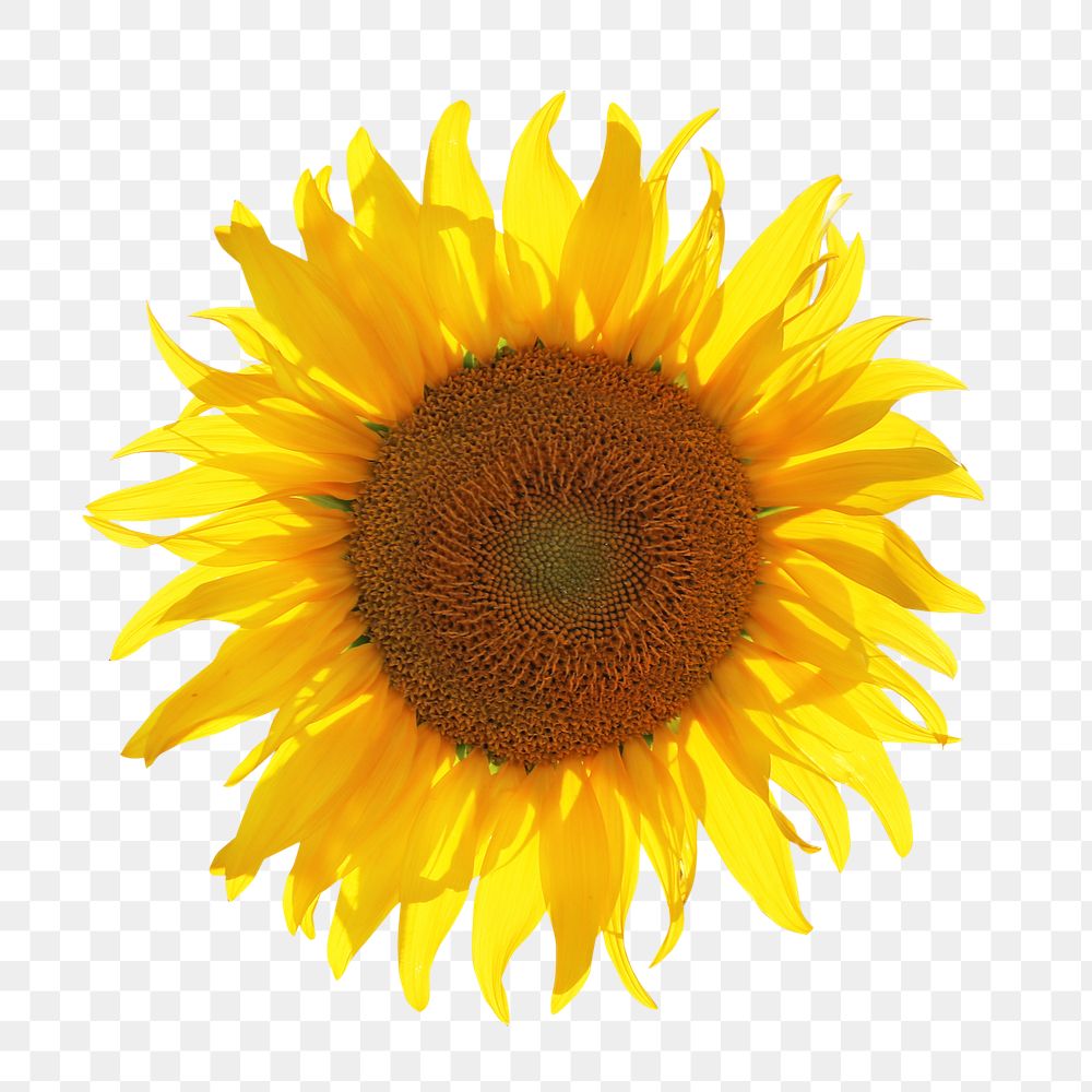 Png summer yellow sunflower collage element, transparent background