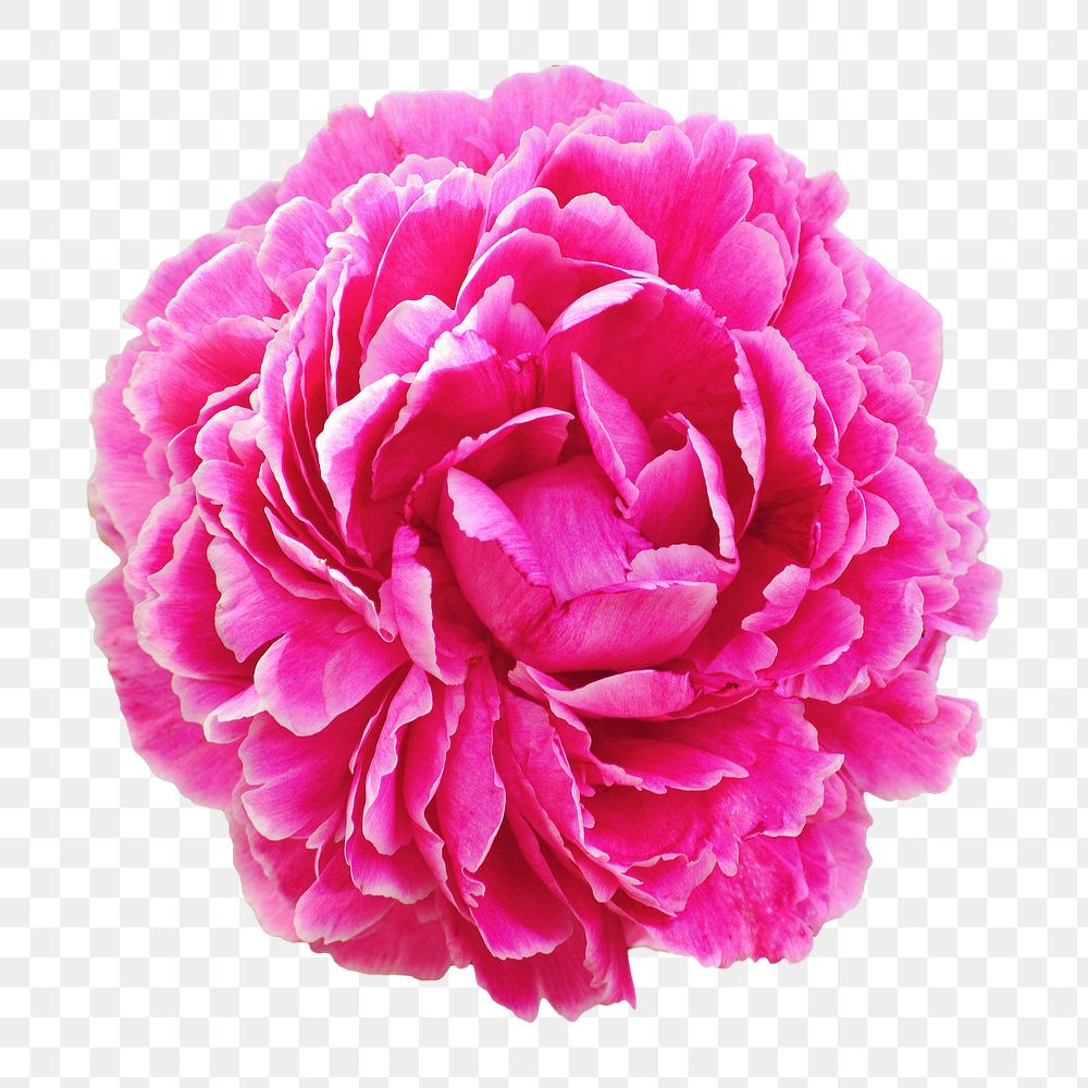 Pink peony flower png, transparent background