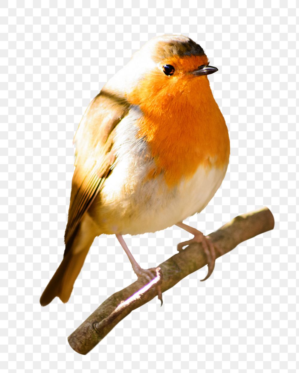 Robin bird png, transparent background