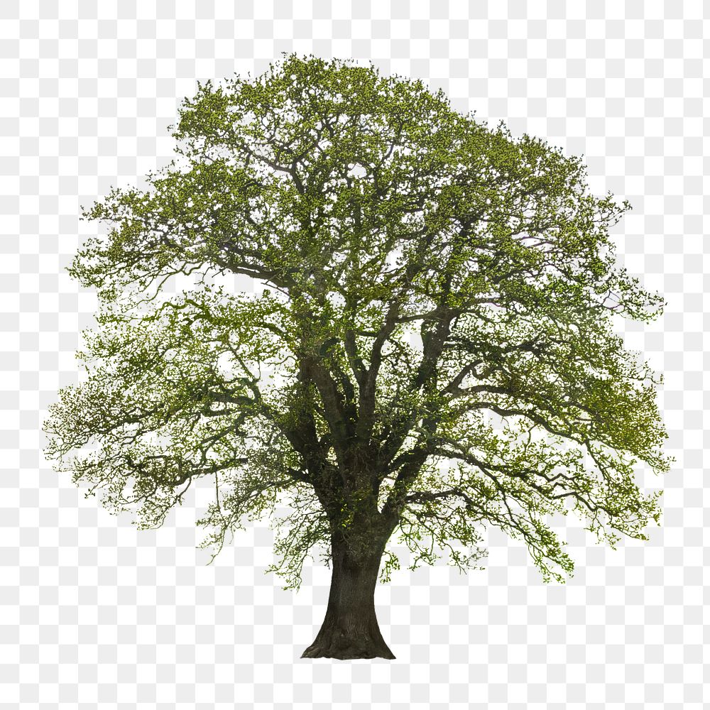 Oak tree png, transparent background