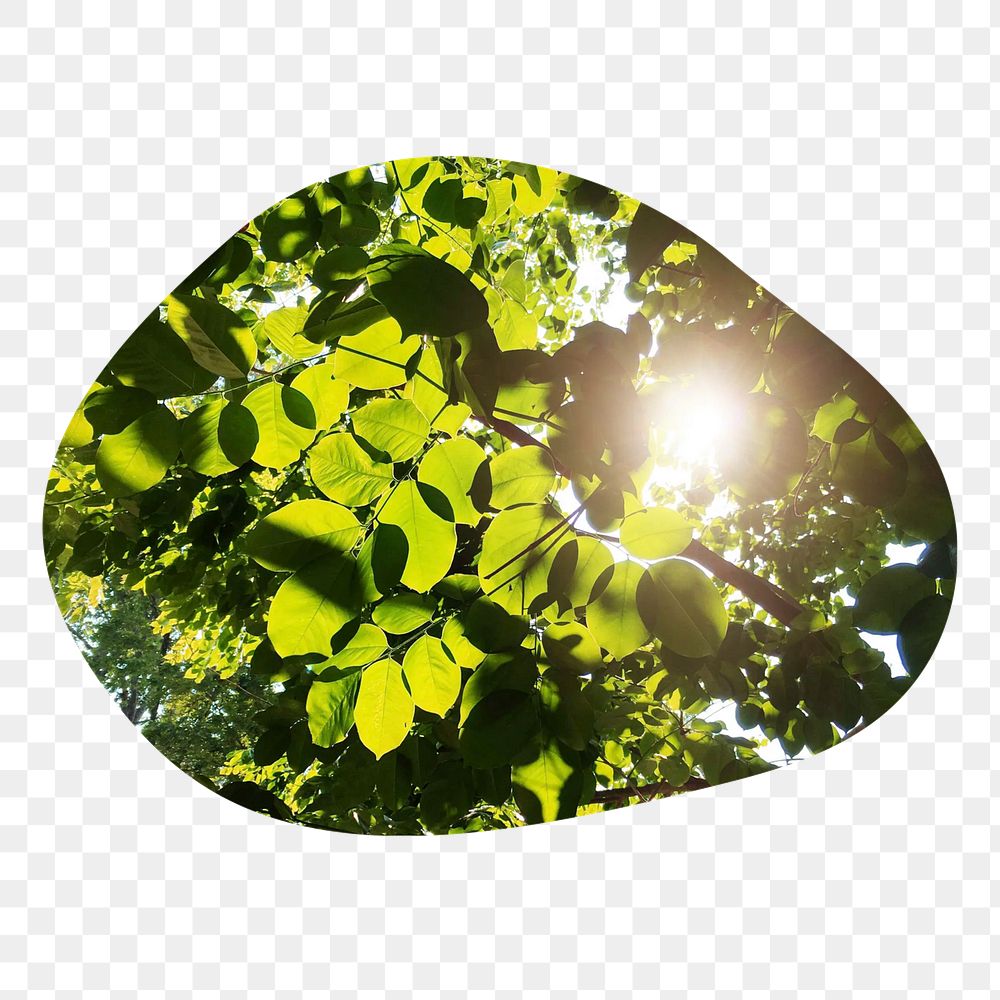 Beautiful greenery png badge element, transparent background