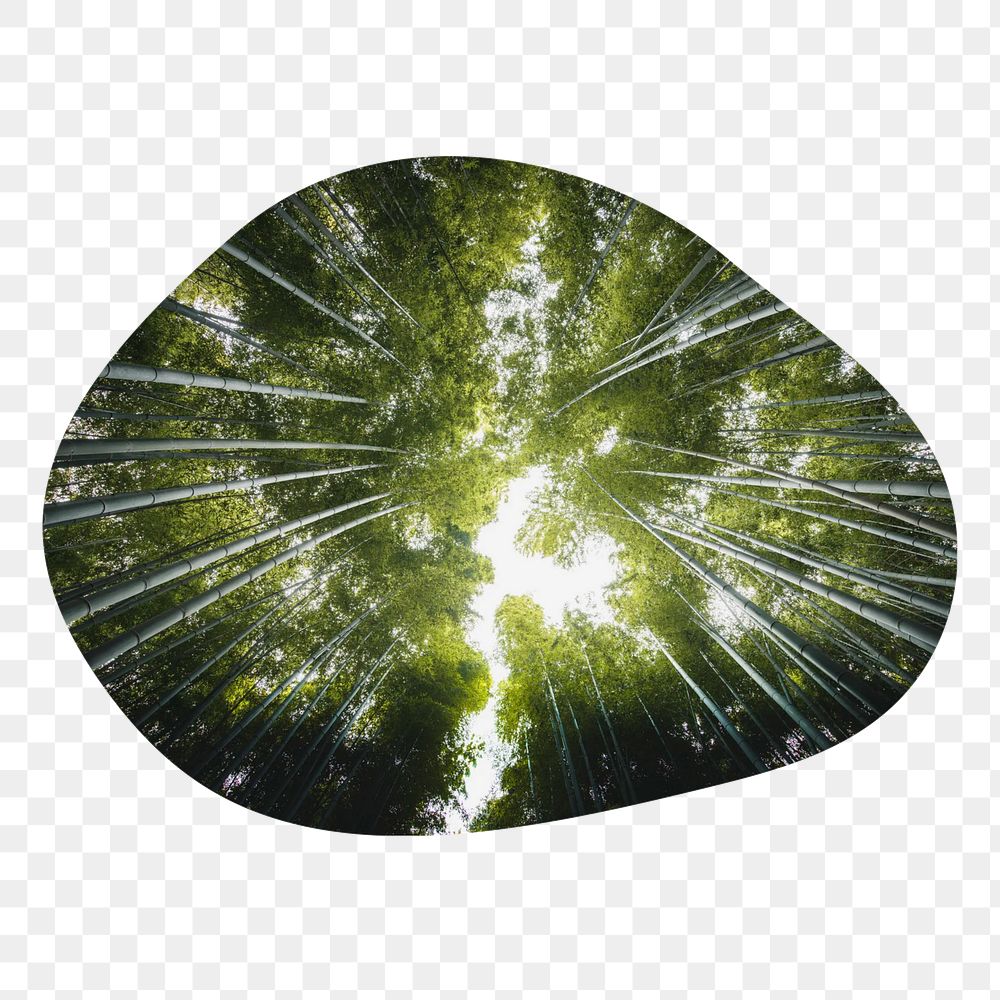 Bamboo forest png badge element, transparent background