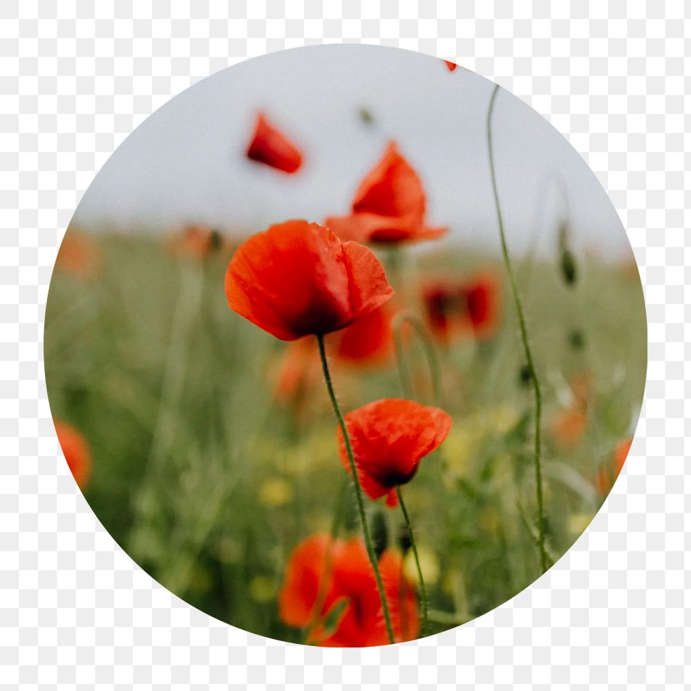 Poppy flowers png circle badge element, transparent background