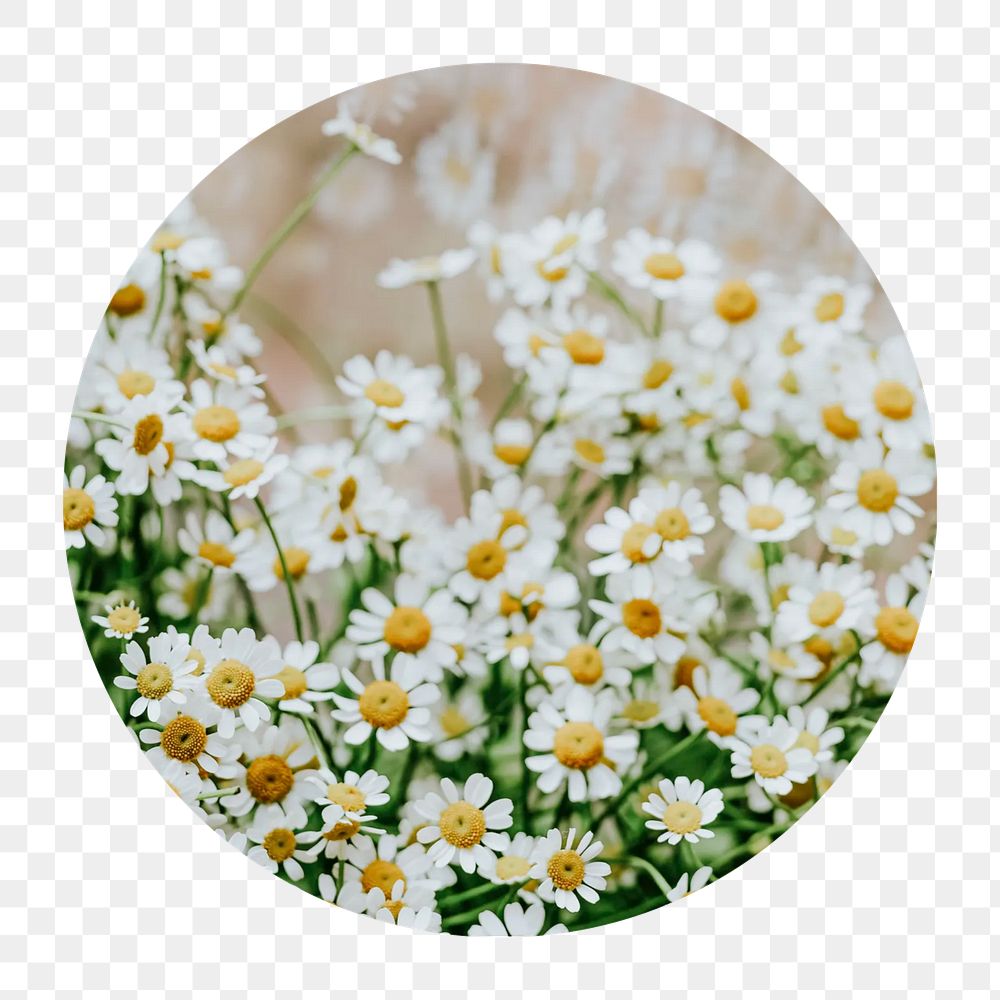 Chamomile filed png circle badge element, transparent background