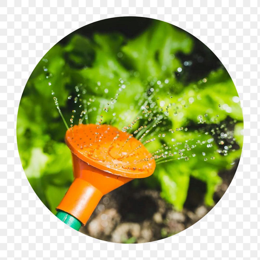 Watering vegetables png circle badge element, transparent background