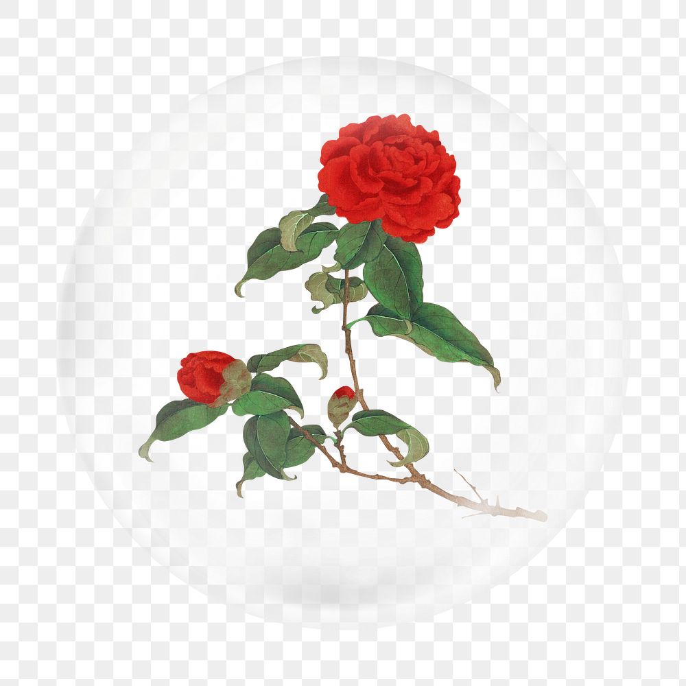 Red camellia png sticker bubble design transparent background. Remixed by rawpixel.