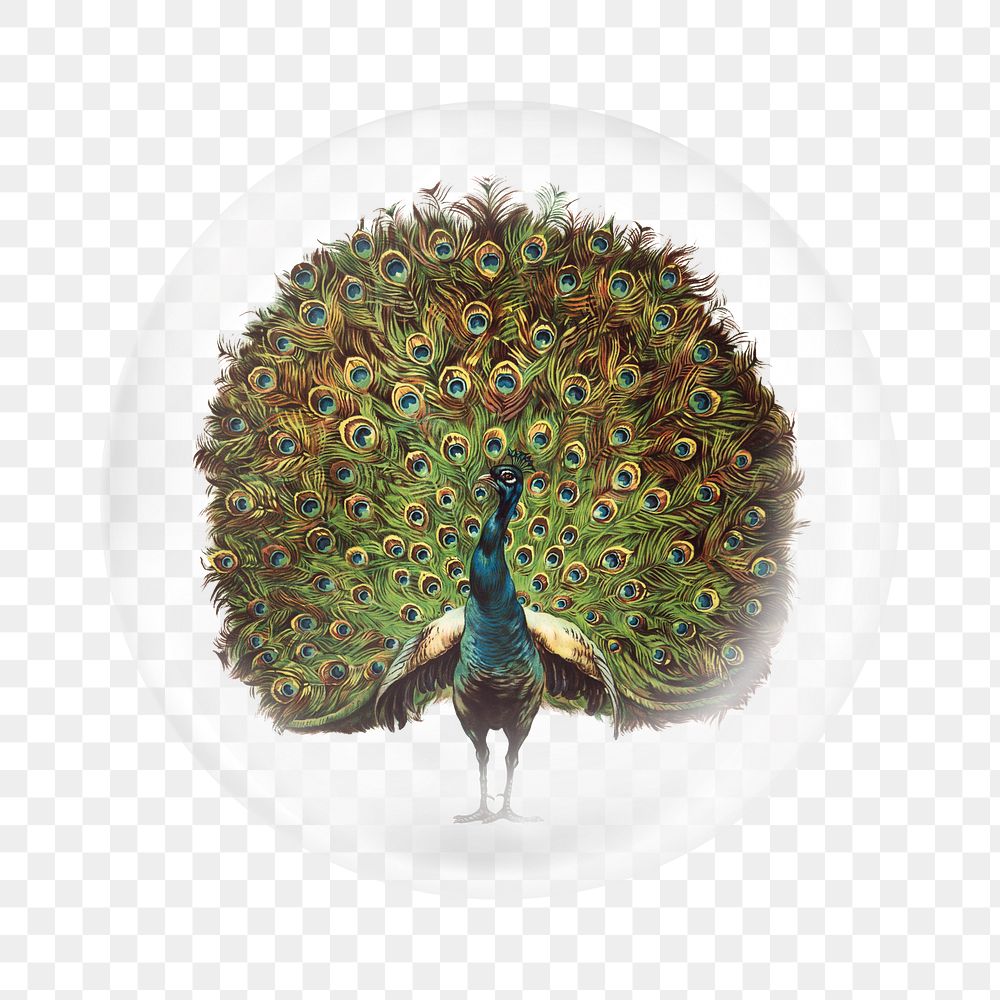 Vintage peacock png sticker, bubble design transparent background. Remixed by rawpixel.