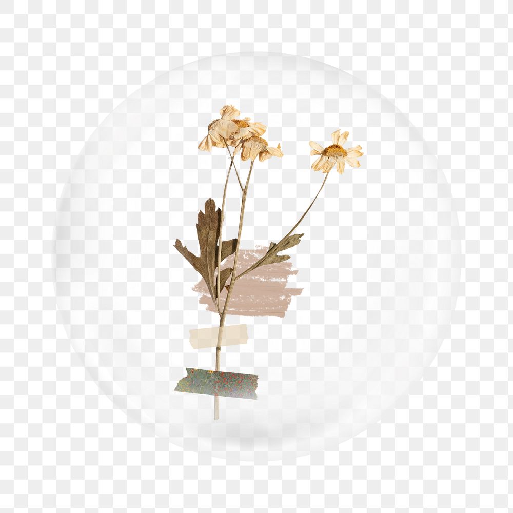 Daisy flower png sticker,  bubble design transparent background. Remixed by rawpixel.