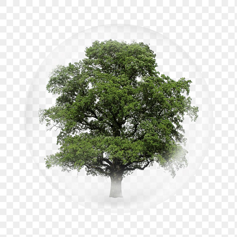 Big tree png sticker,  bubble design transparent background. Remixed by rawpixel.