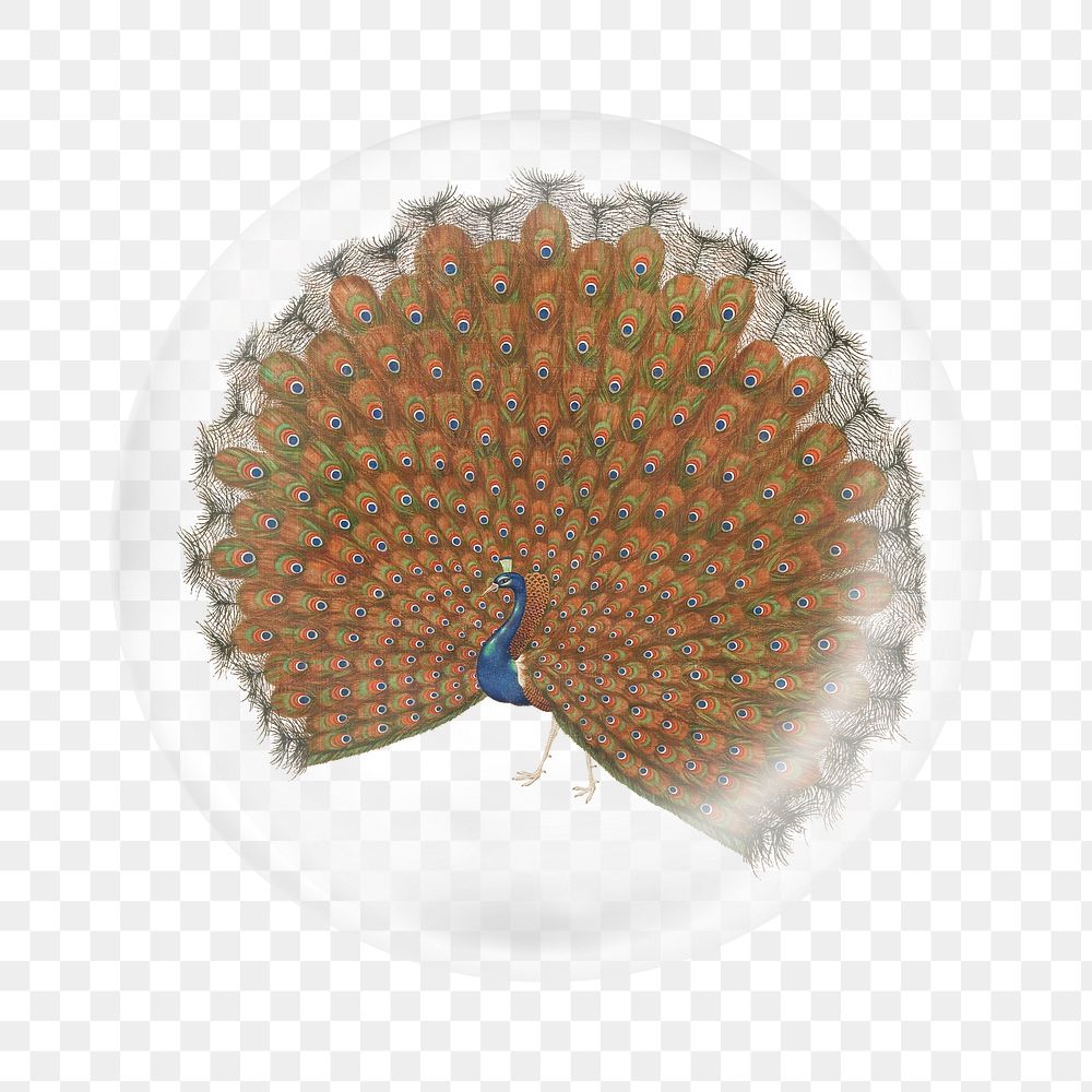 Japanese peacock png sticker,  bubble design transparent background. Remixed by rawpixel.