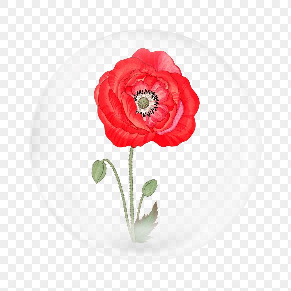 Poppy flower png sticker, Japanese ukiyo e art in bubble transparent background. Remixed by rawpixel.