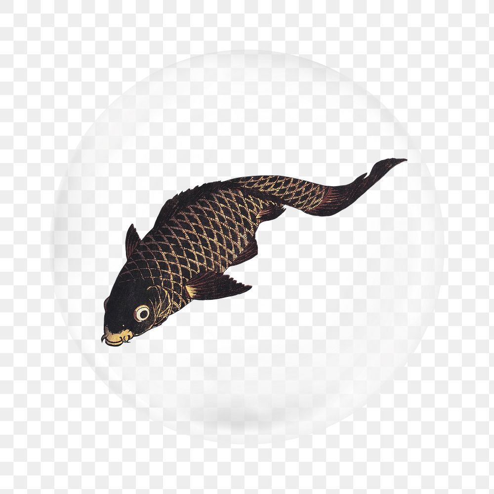 Japanese koi fish png sticker, bubble design transparent background. Remixed by rawpixel.