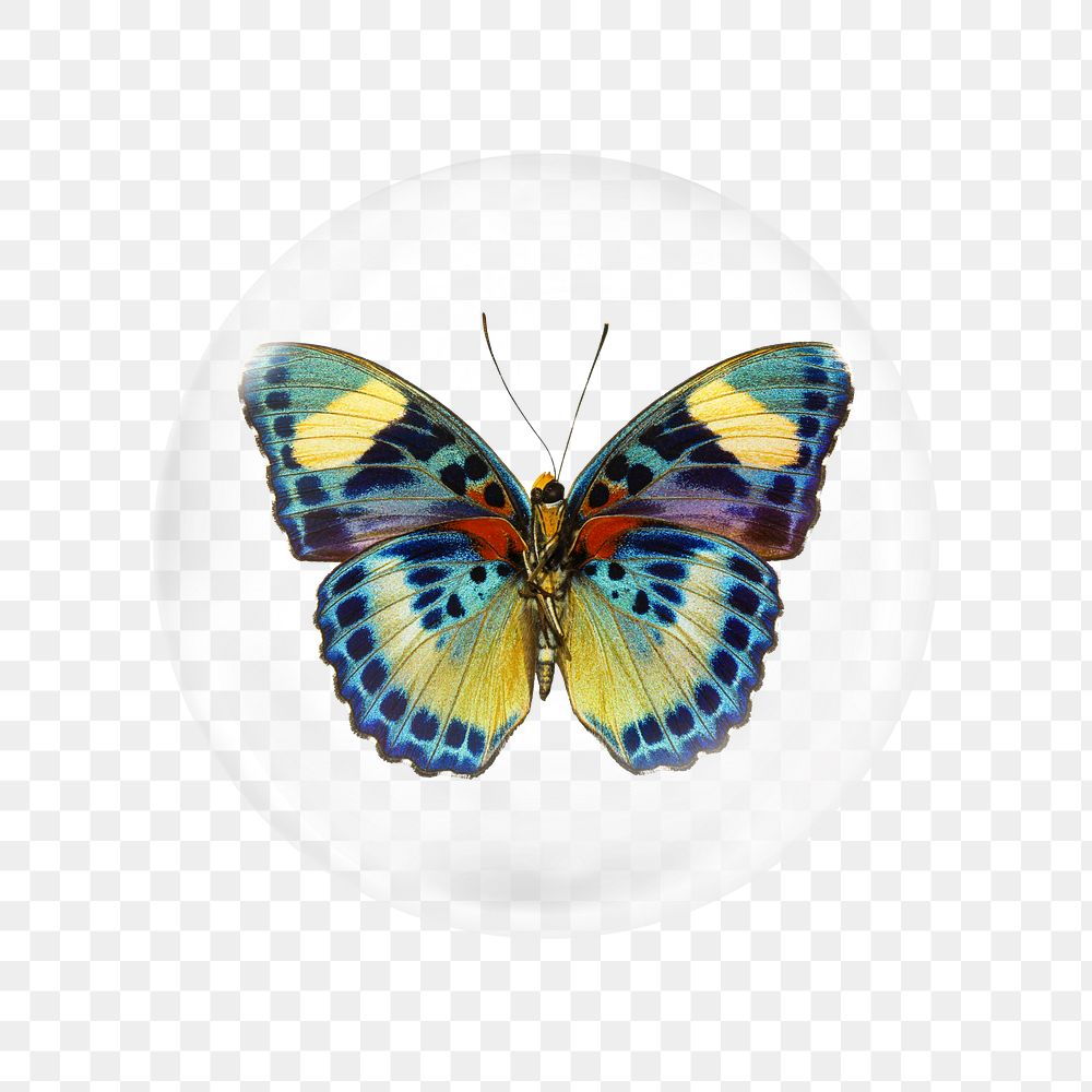 African butterfly png sticker, bubble design transparent background. Remixed by rawpixel.