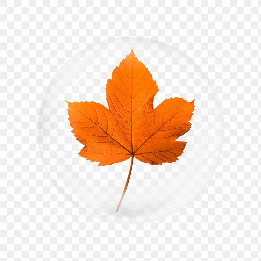 Maple leaf png sticker,  bubble design transparent background. Remixed by rawpixel.