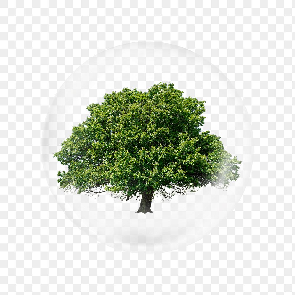 Green tree png sticker,  bubble design transparent background. Remixed by rawpixel.