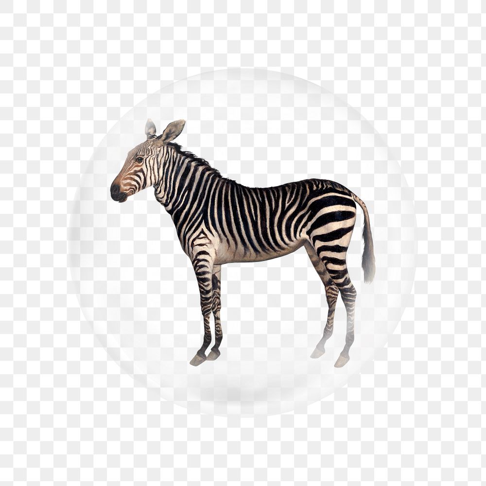 Zebra png sticker, bubble design transparent background. Remixed by rawpixel.