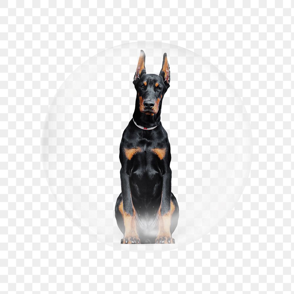 Doberman dog png sitting sticker, bubble design transparent background. Remixed by rawpixel.