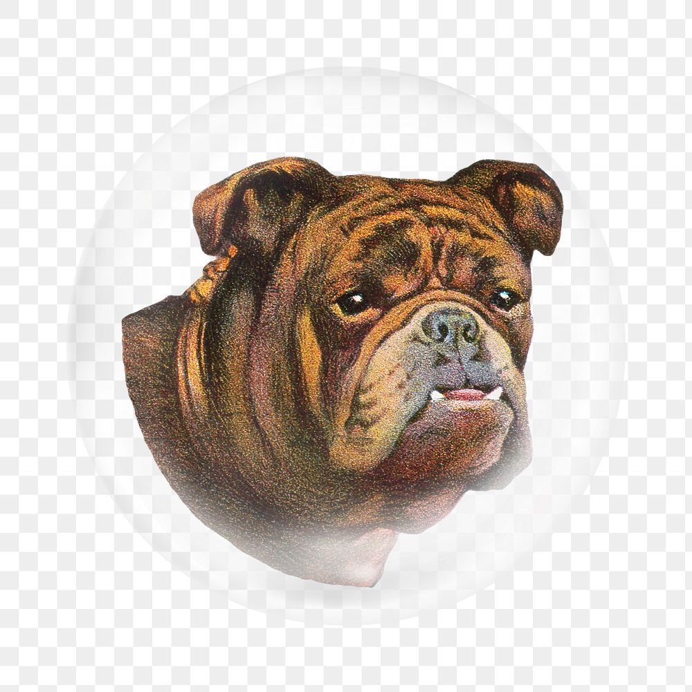 Old english bulldog png sticker, bubble design transparent background. Remixed by rawpixel.