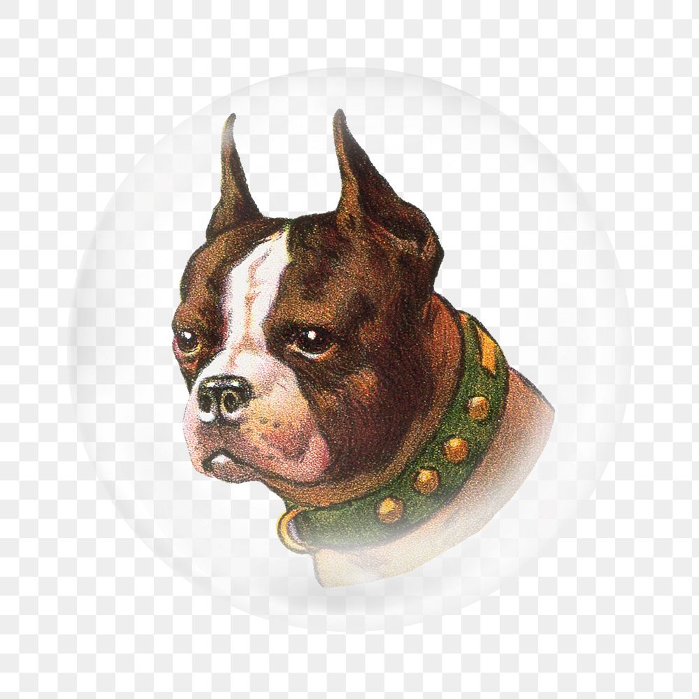 Boston terrier png dog sticker, bubble design transparent background. Remixed by rawpixel.