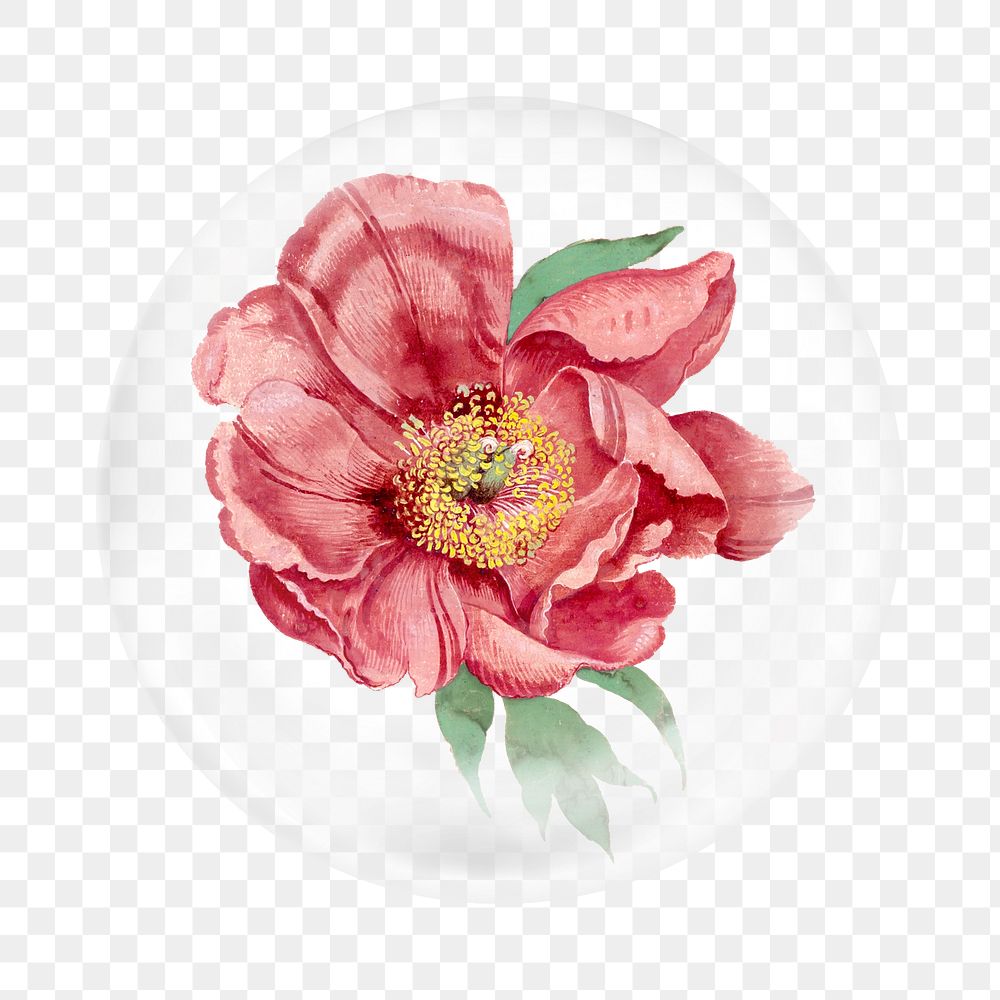 Aesthetic peony png sticker, vintage floral illustration, bubble design transparent background. Remixed by rawpixel.