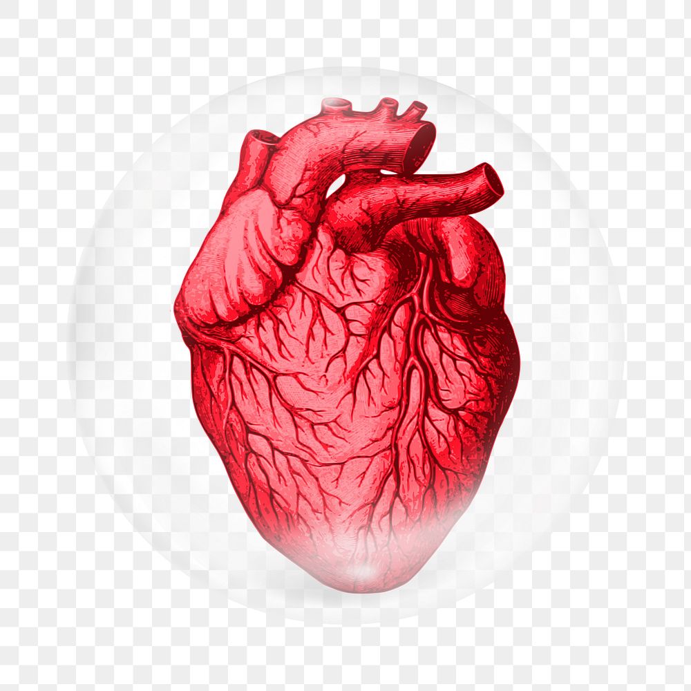 Human heart png   sticker, bubble design transparent background