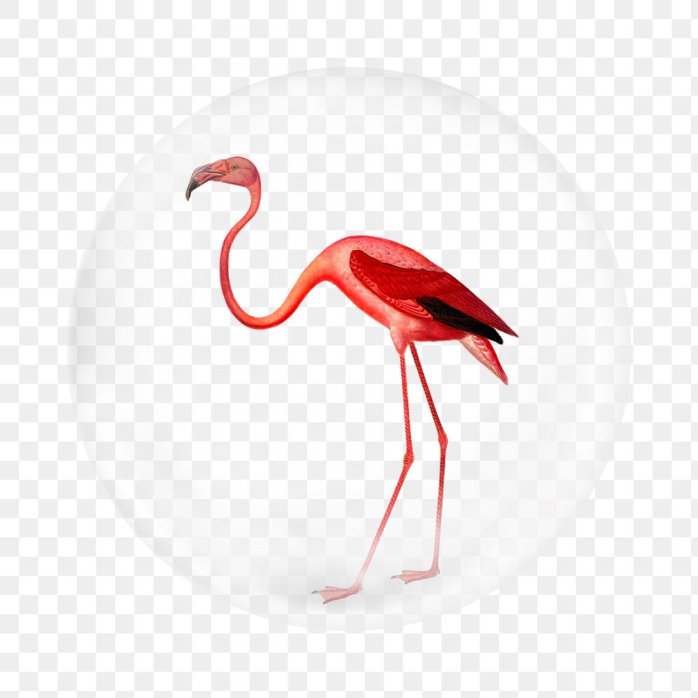 Pink flamingo png   sticker, bubble design transparent background