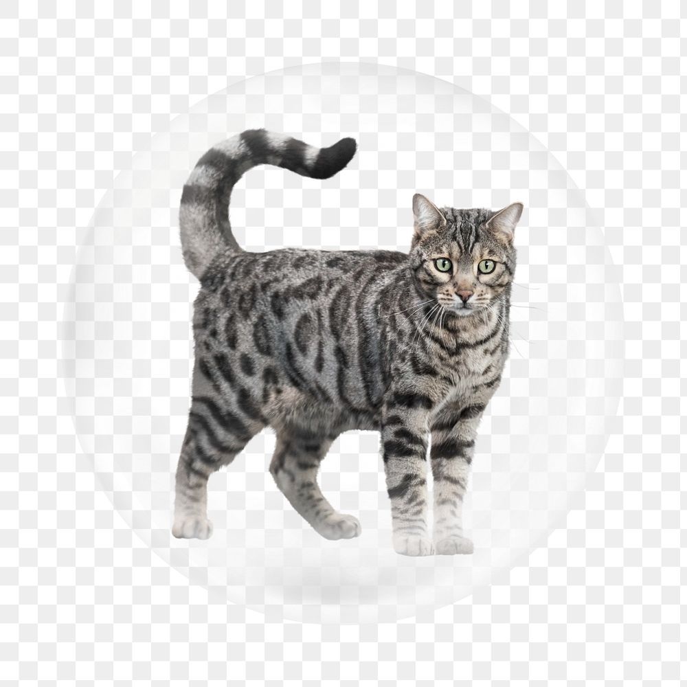 Bengal cat png element, animal in bubble
