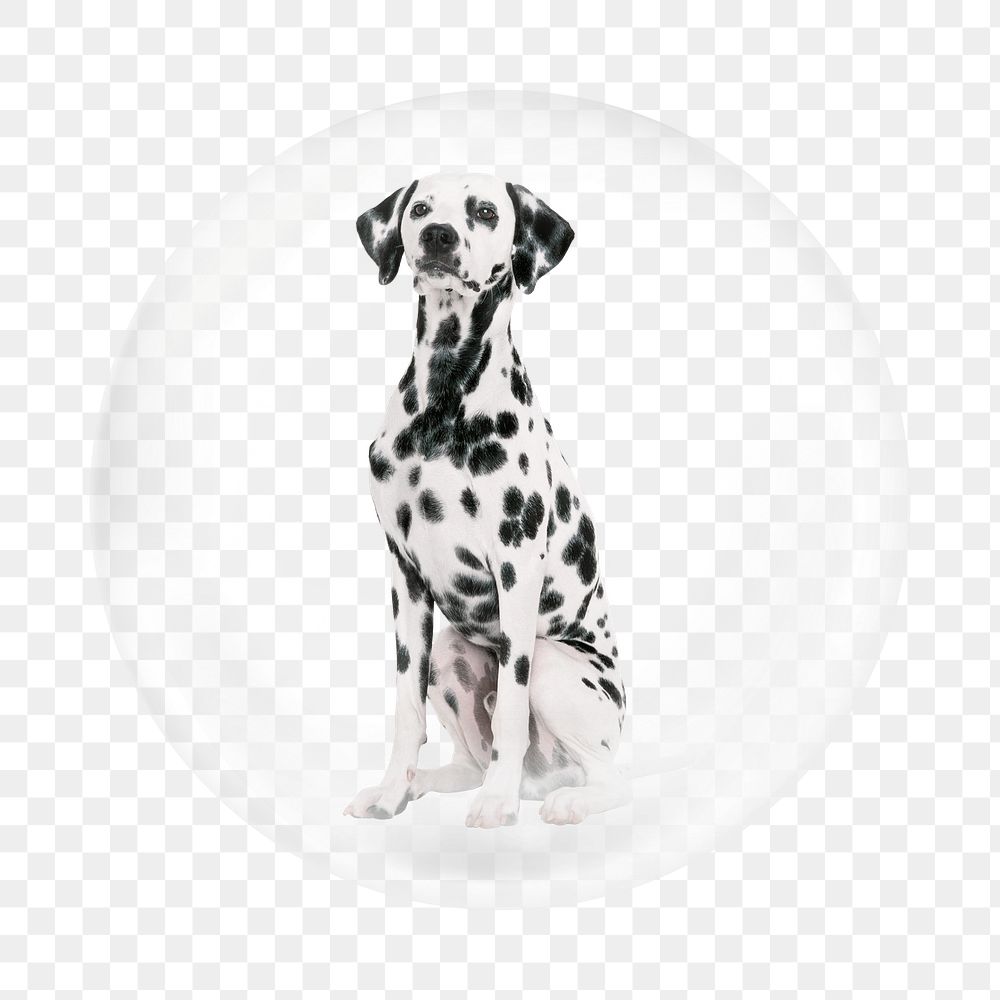 Dalmatian png element, animal in bubble