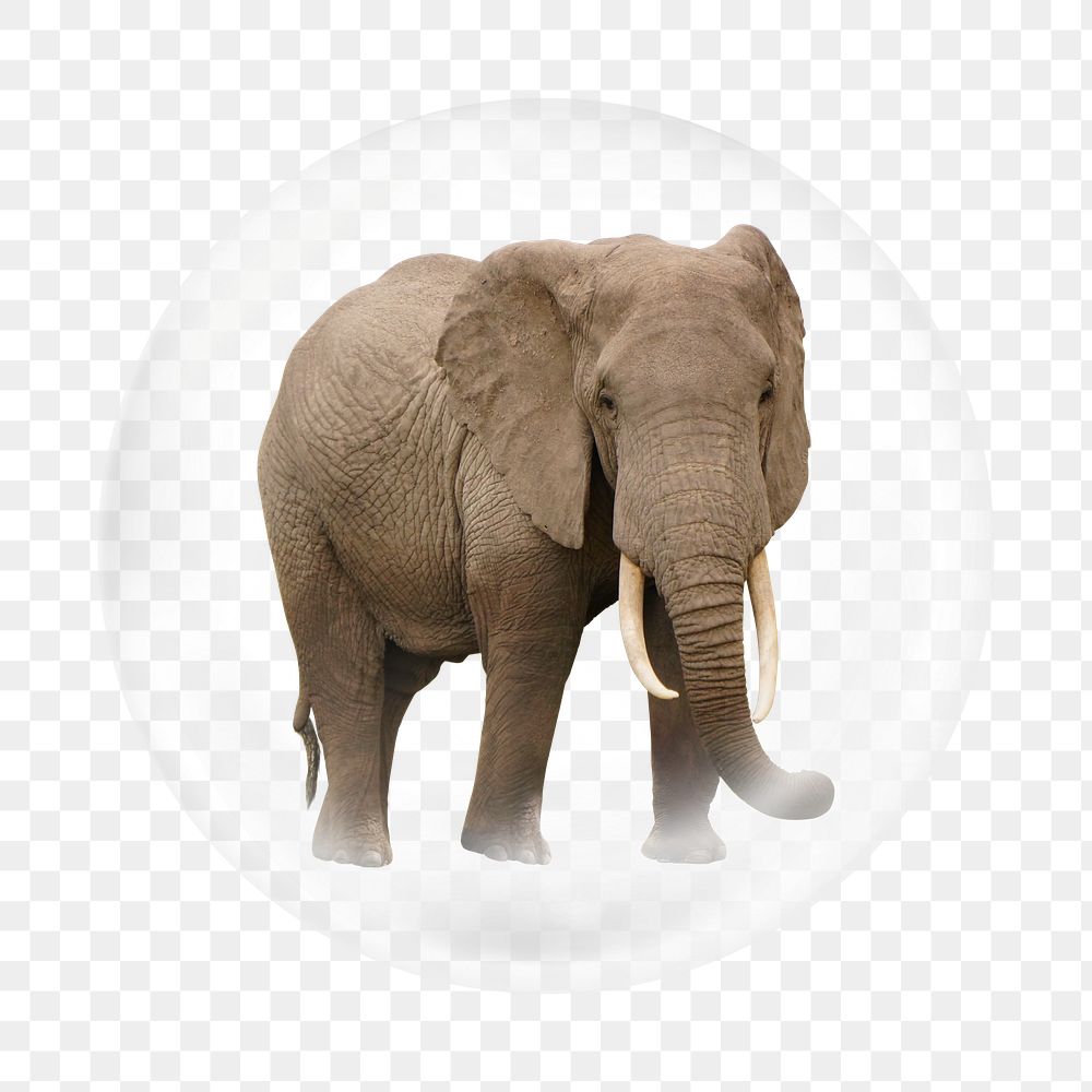 African elephant png element, animal in bubble